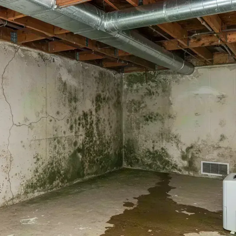 Professional Mold Removal in Higginsville, MO